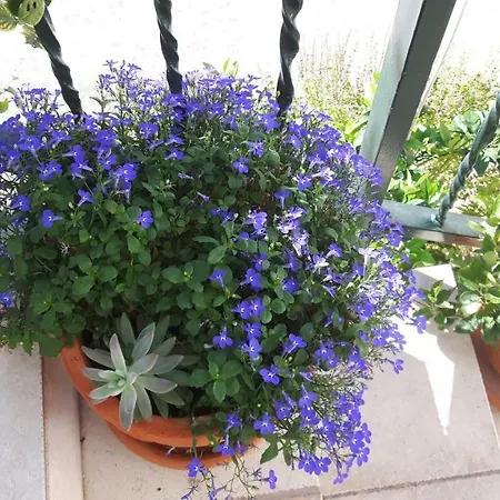 Viktorija Apartment Seget Vranjica