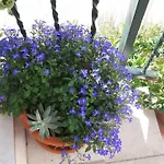 Viktorija Appartement Seget Vranjica