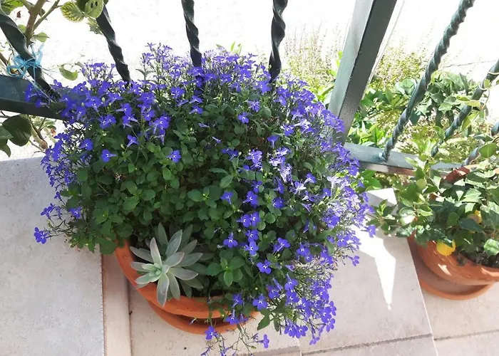 Viktorija Apartment Seget Vranjica